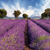 High School - Francese - Francia