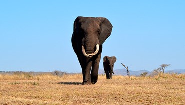 Vuoi partecipare a un progetto di volontariato focalizzato sulla protezione degli animali e allo stesso tempo migliorare le tue competenze linguistiche?   Scegliendo un viaggio solidale parteciperai ad attività per la sensibilizzazione e la salvaguardia di specie protette immergendoti nella bellezza di luoghi lontani dai sentieri più battuti. 