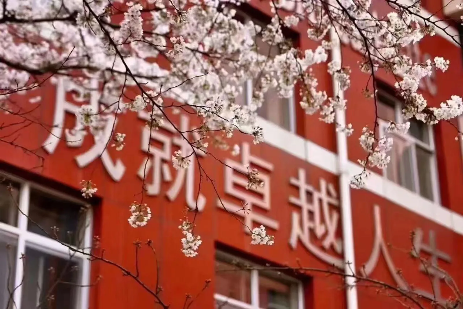 Albero fiorito durante un anno all'estero in Cina