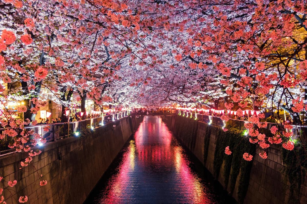 Un canale circondato da alberi di ciliegio in fiore durante la stagione della fioritura dei sakura, un'esperienza culturale unica in Giappone durante l’anno all’estero.