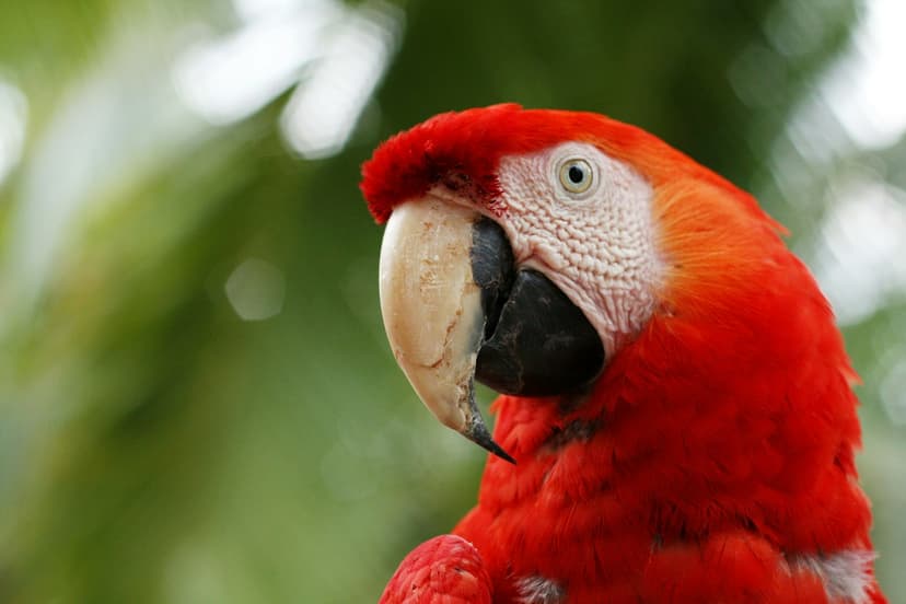 Pappagallo tropicale immerso nella natura in Costa Rica durante un soggiorno linguistico.